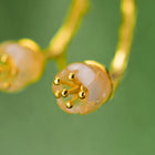 Tulip Of The Valley Wild Twig Earrings